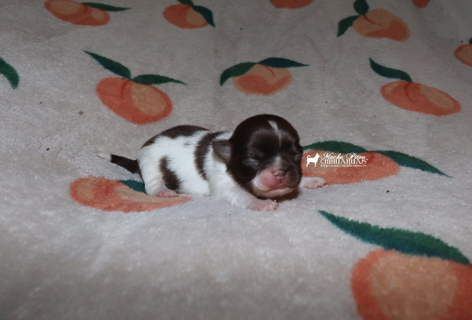 Chihuahua