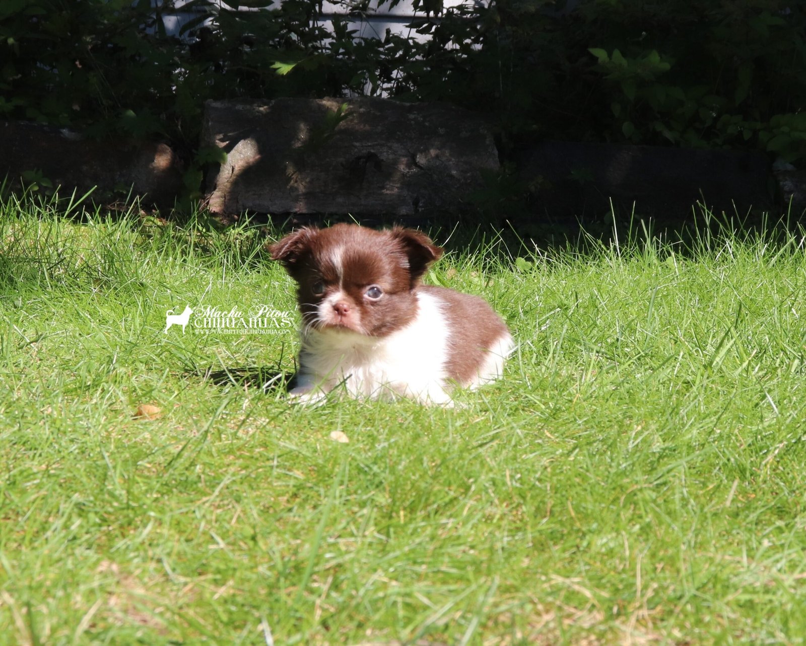 Chihuahua