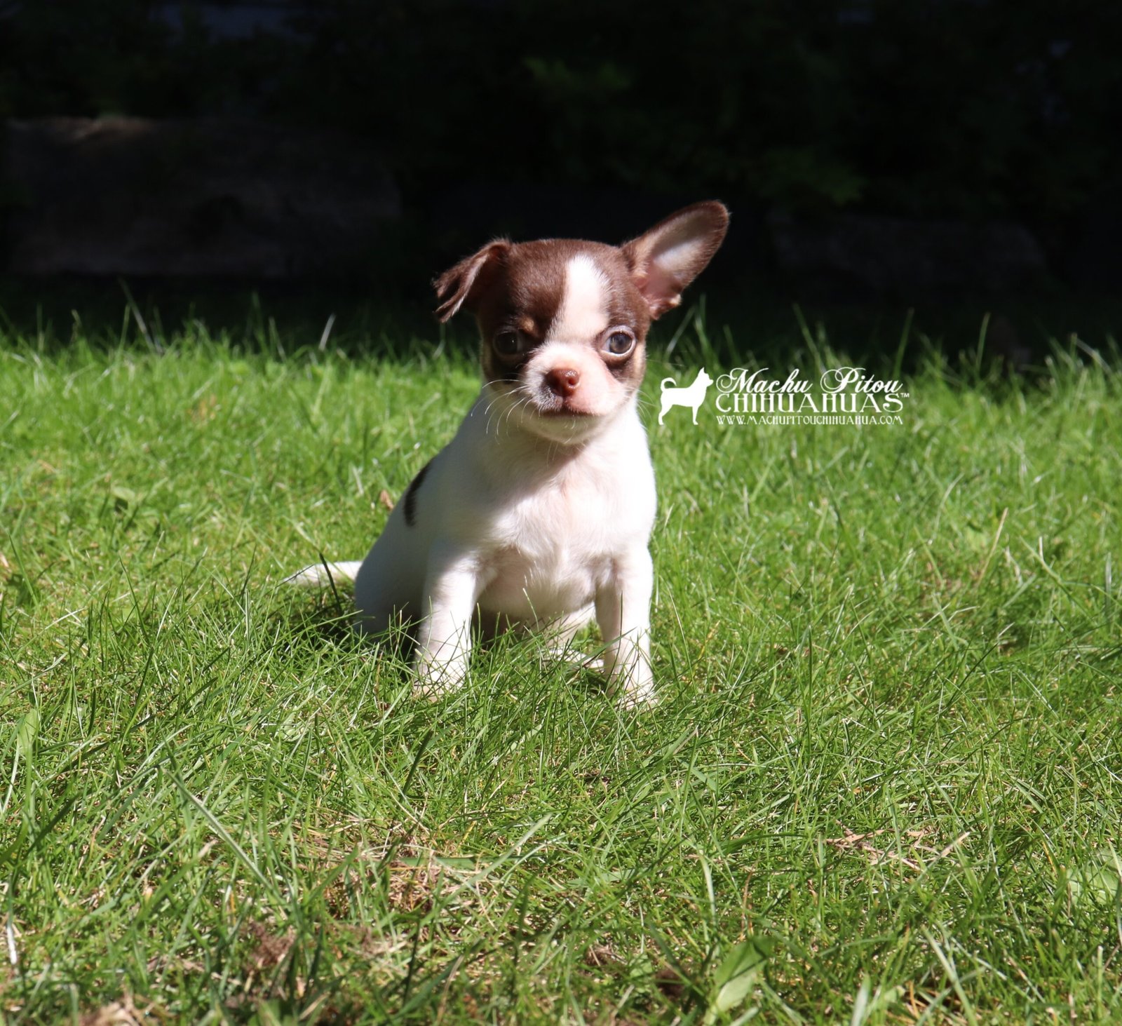 Chihuahua