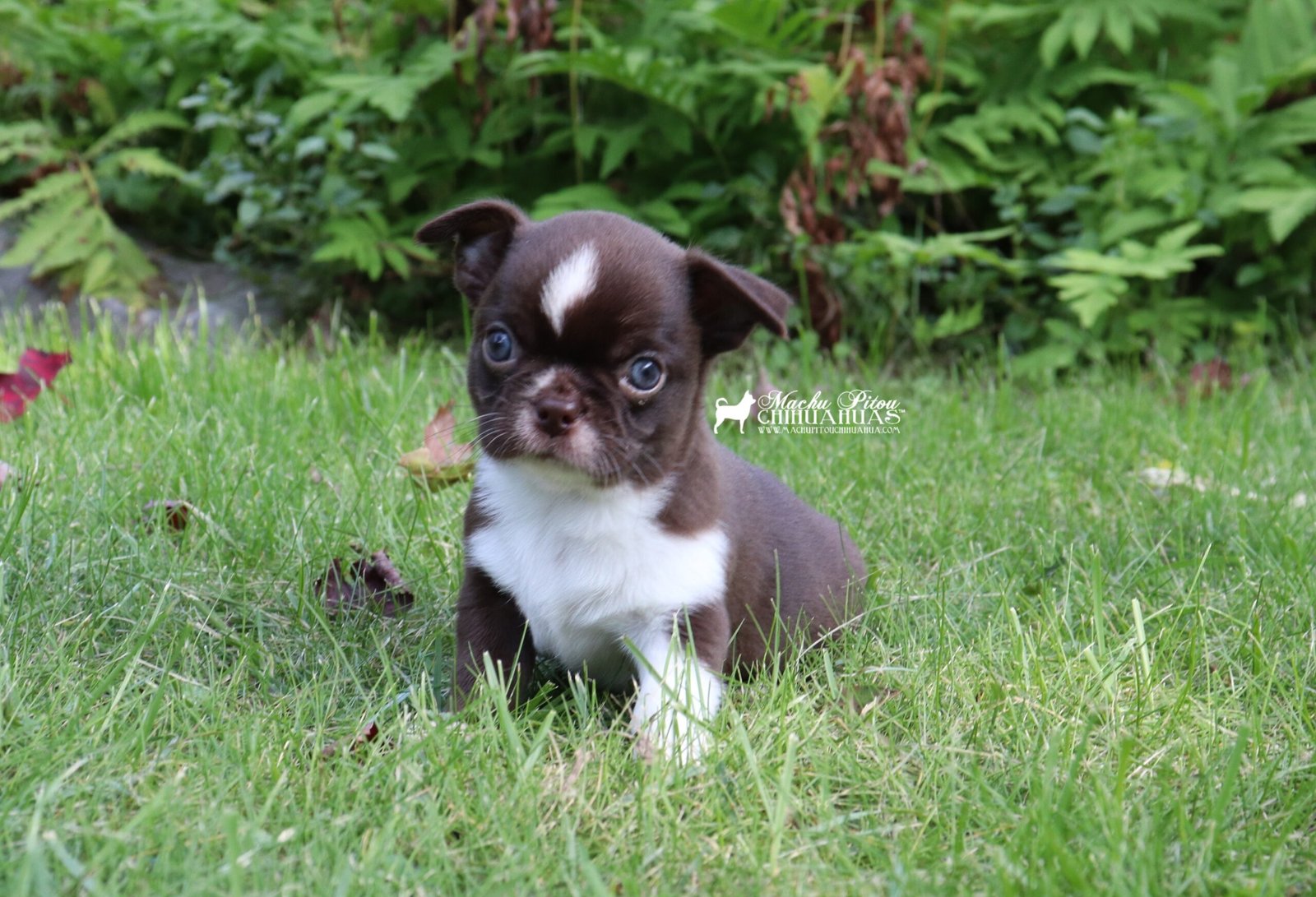 Chihuahua