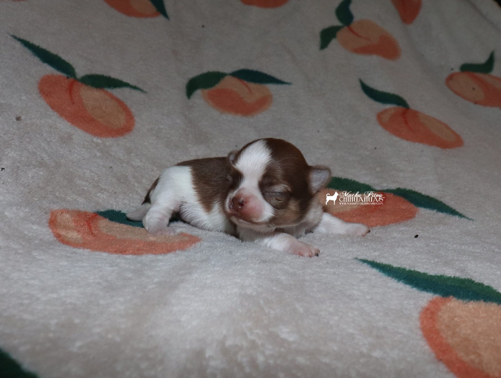 Chihuahua