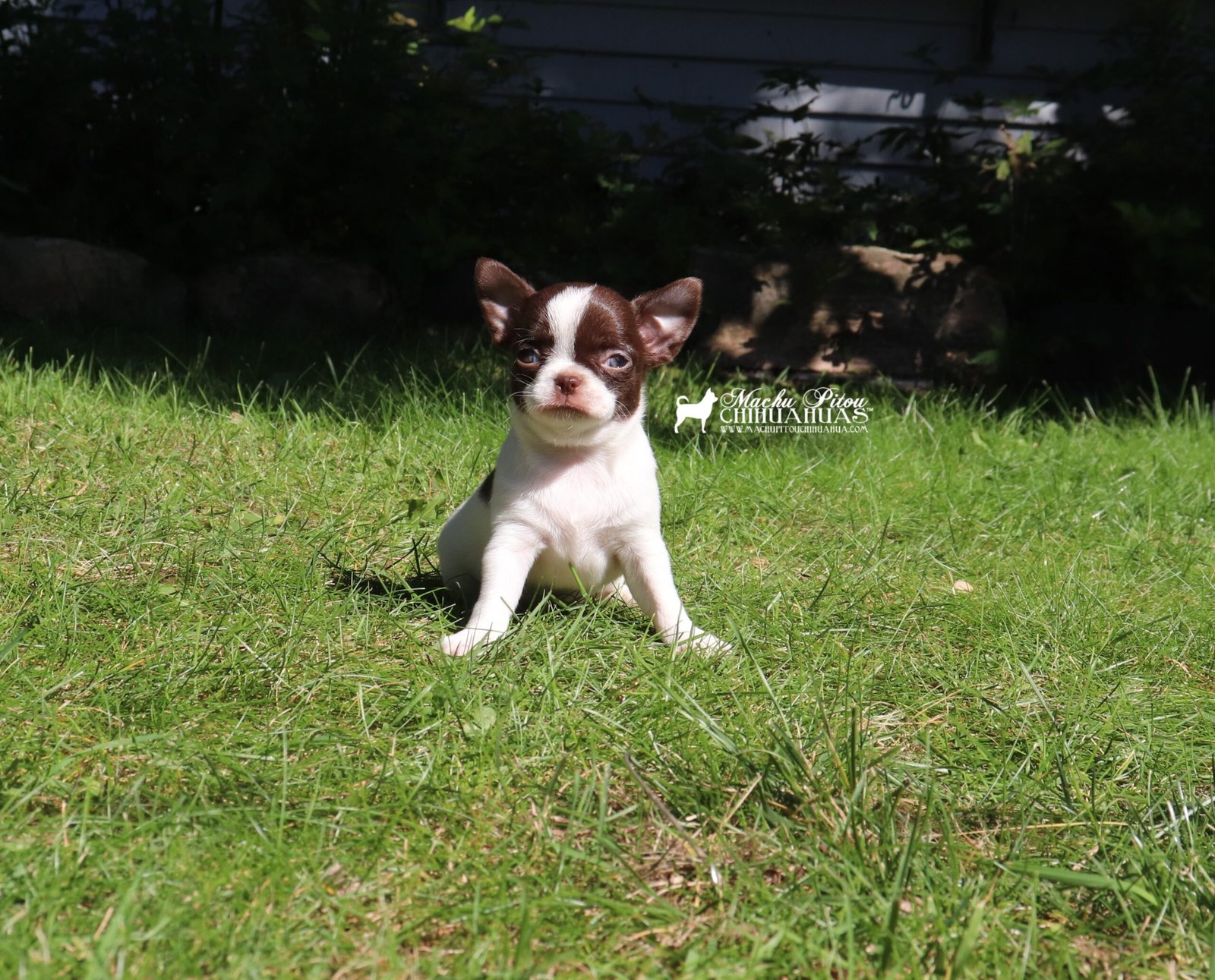Chihuahua