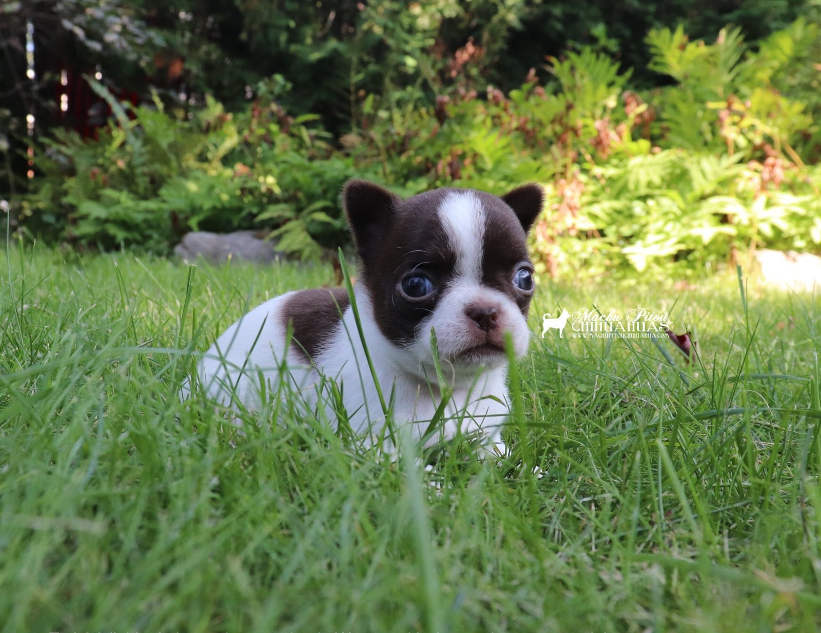 Chihuahua