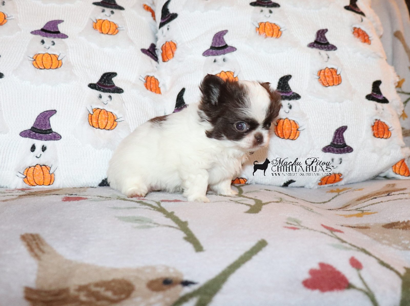 Chihuahua