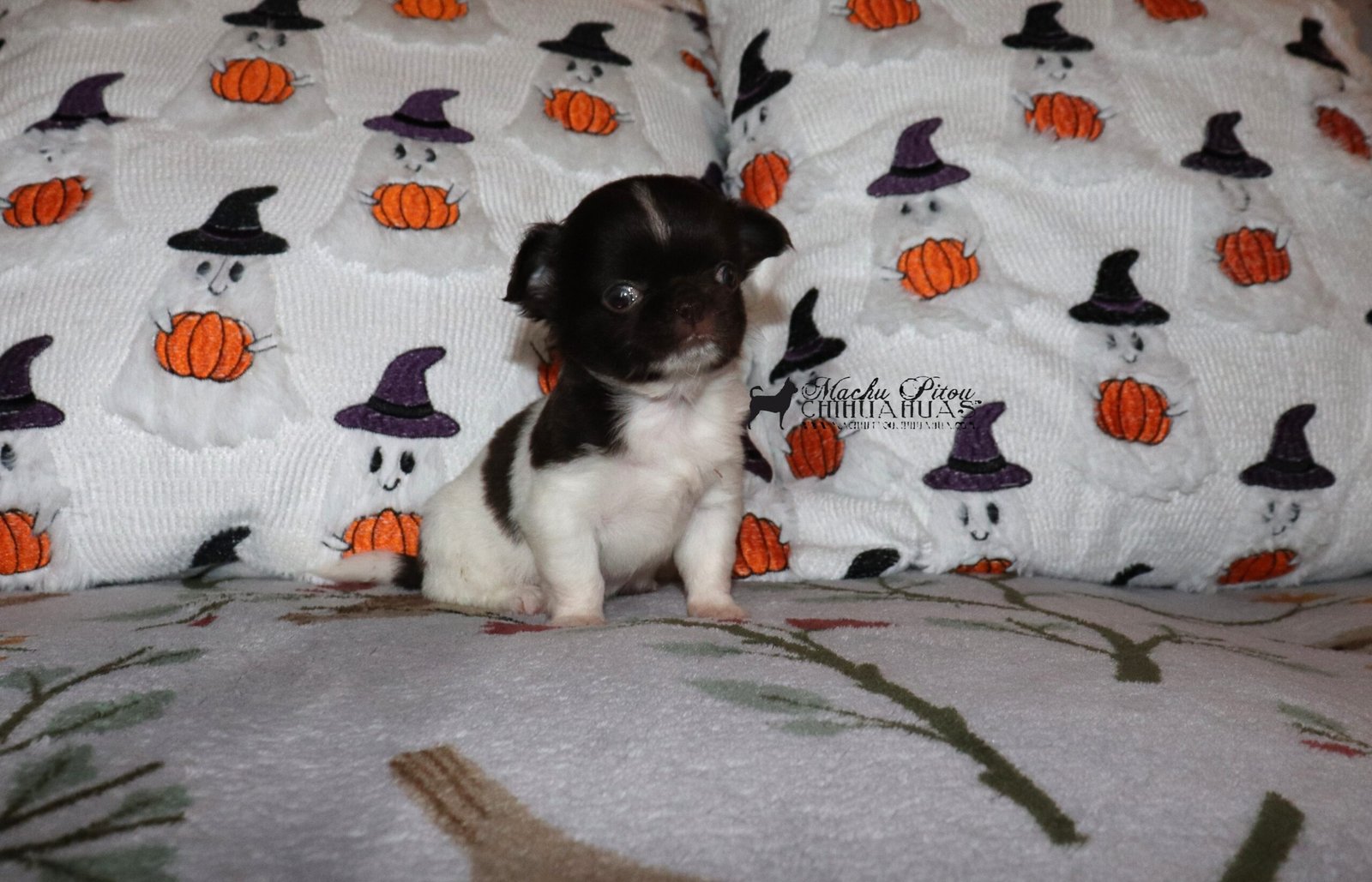 Chihuahua