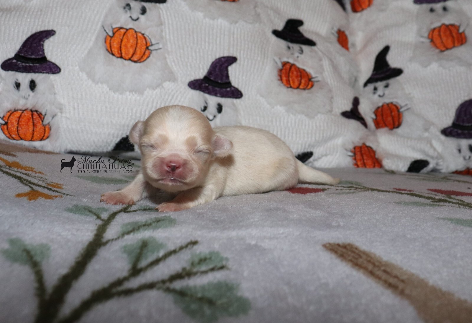 Chihuahua