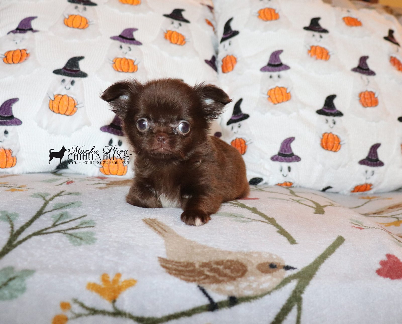Chihuahua