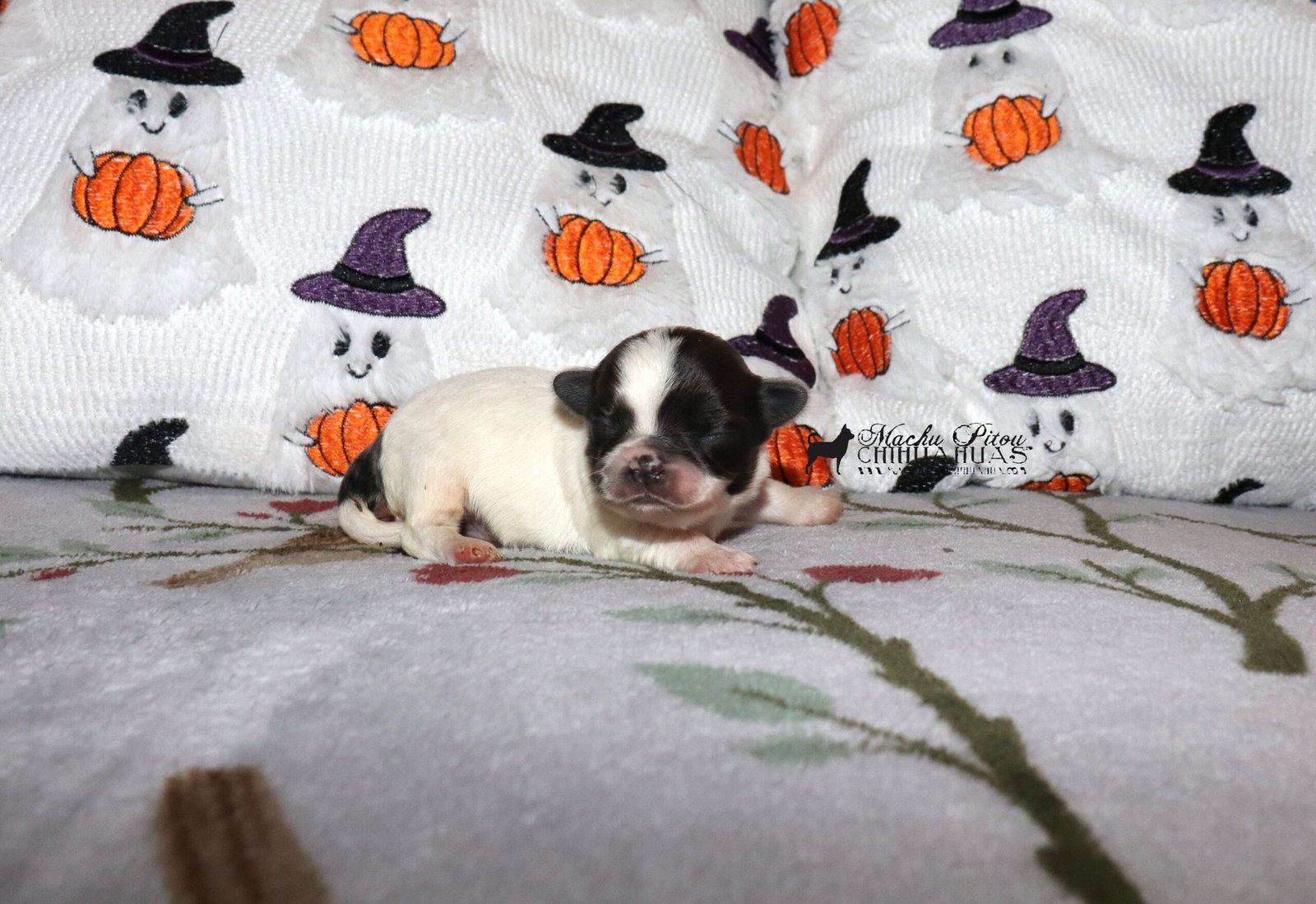 Chihuahua