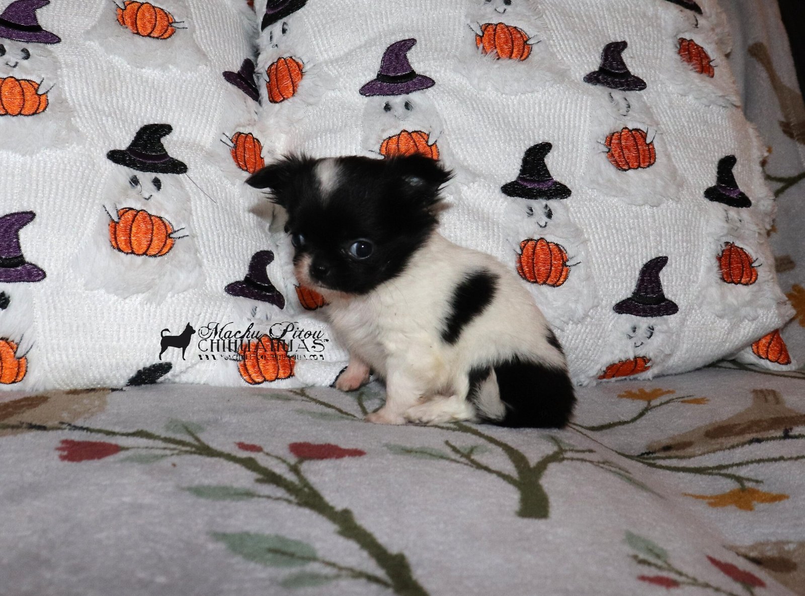 Chihuahua