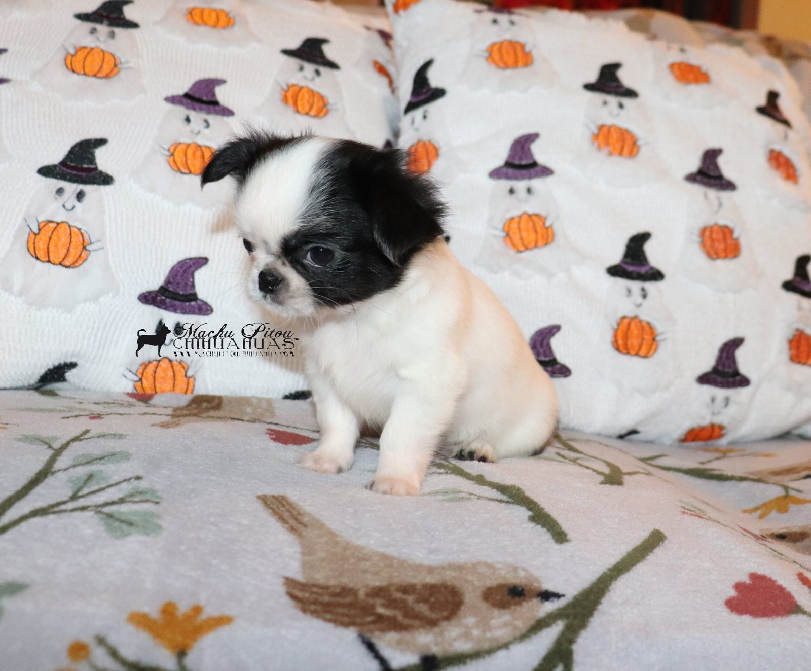Chihuahua
