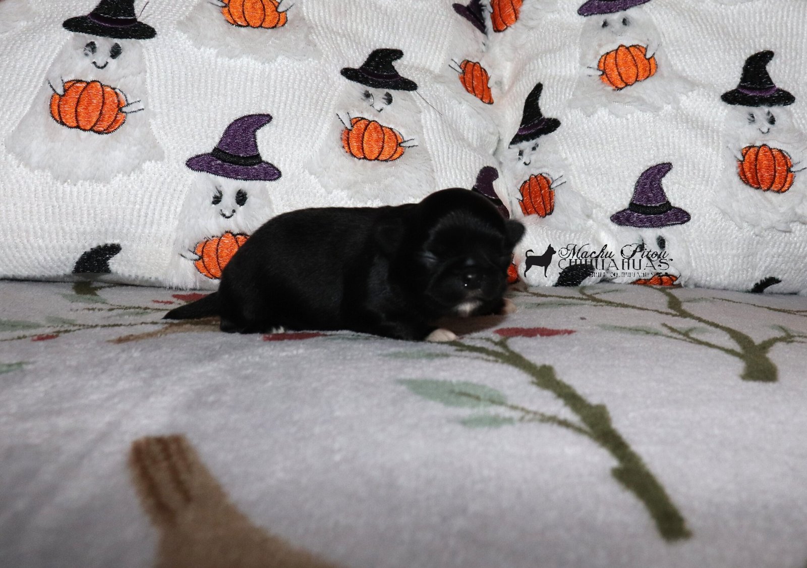Chihuahua