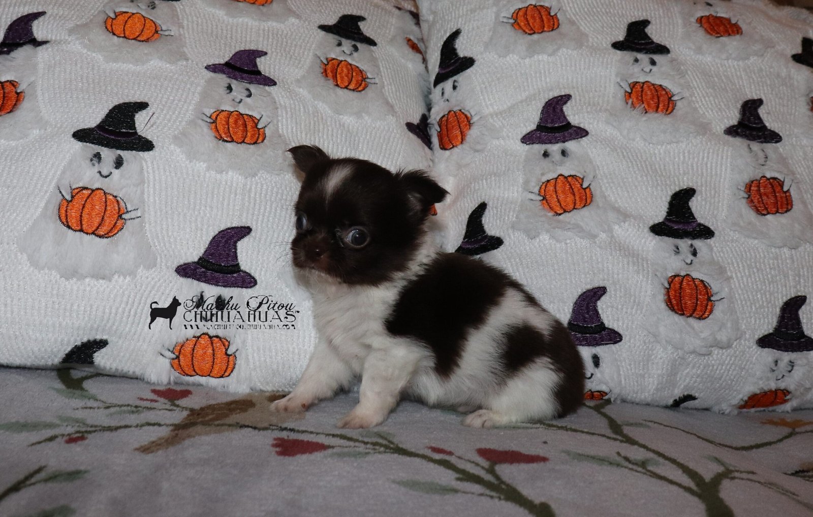 Chihuahua