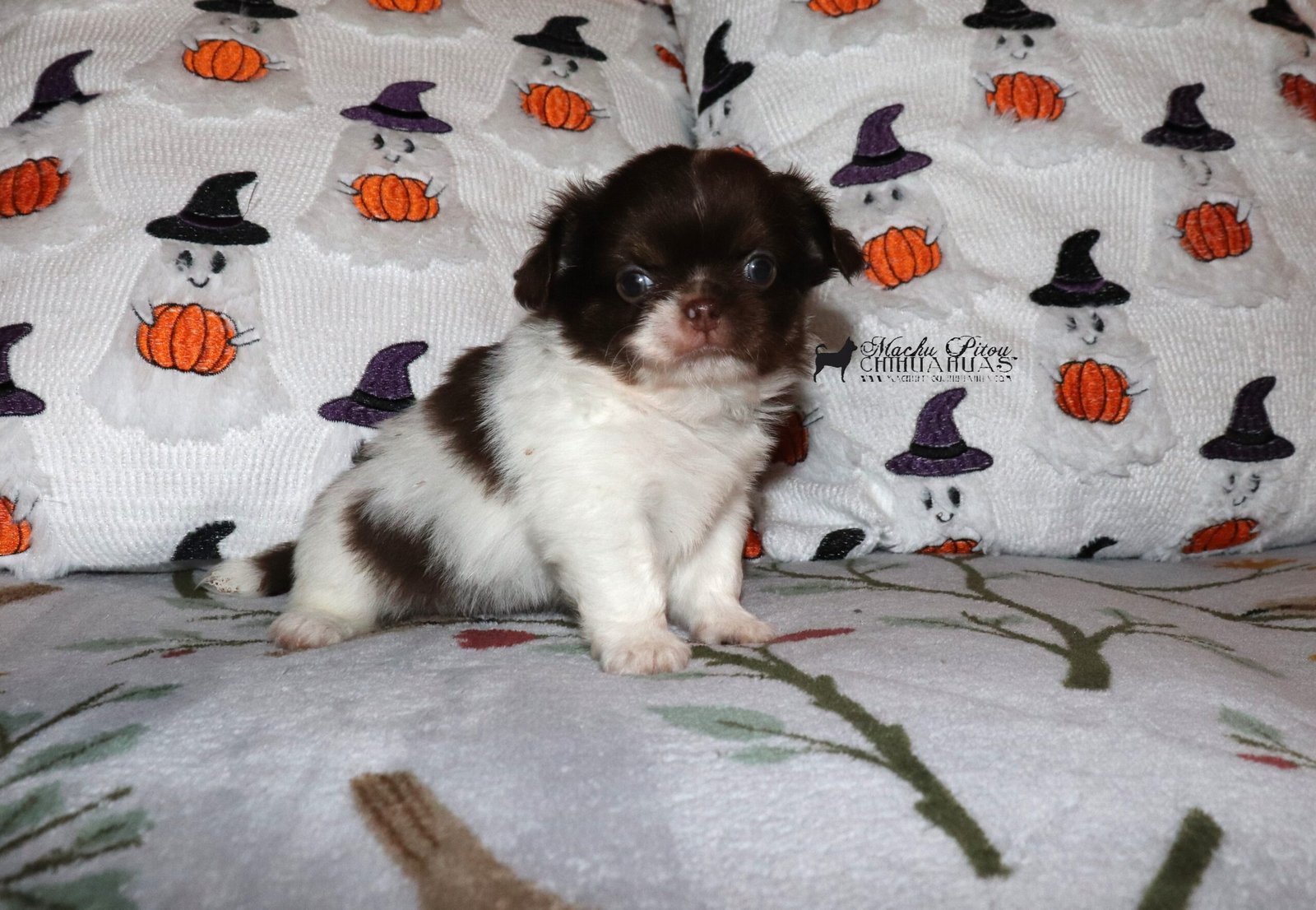 Chihuahua