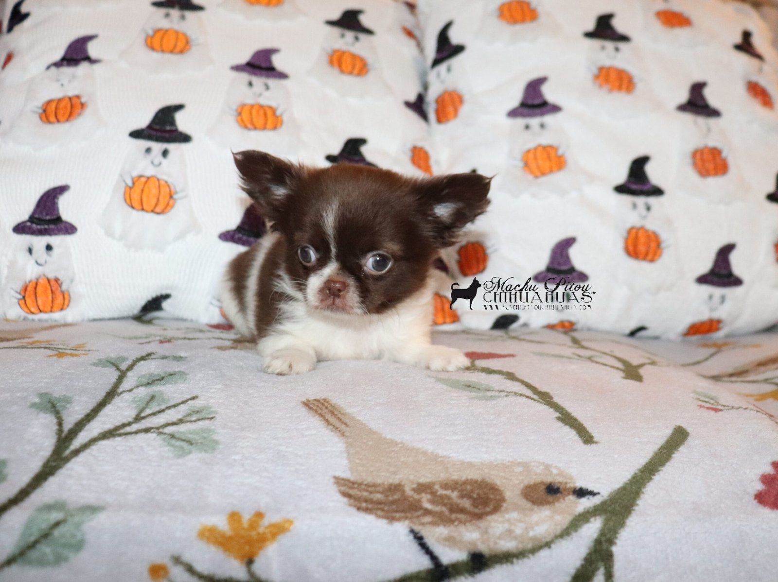 Chihuahua