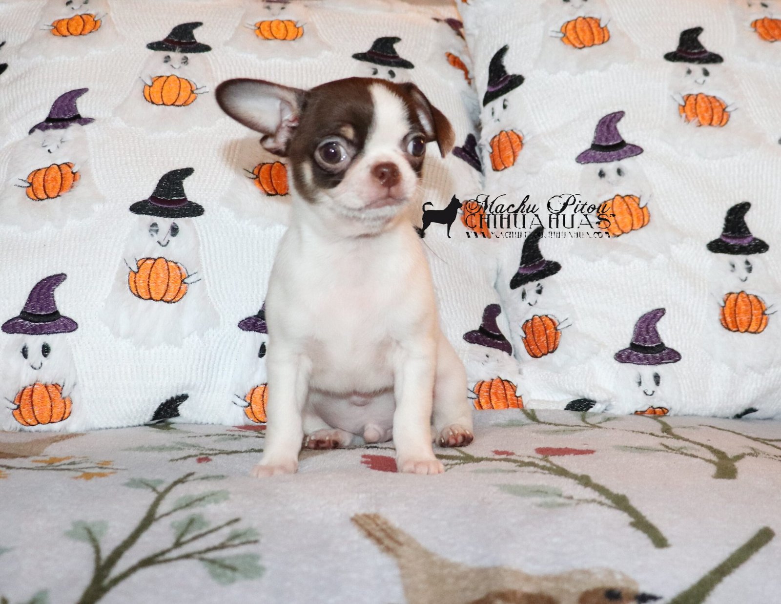 Chihuahua
