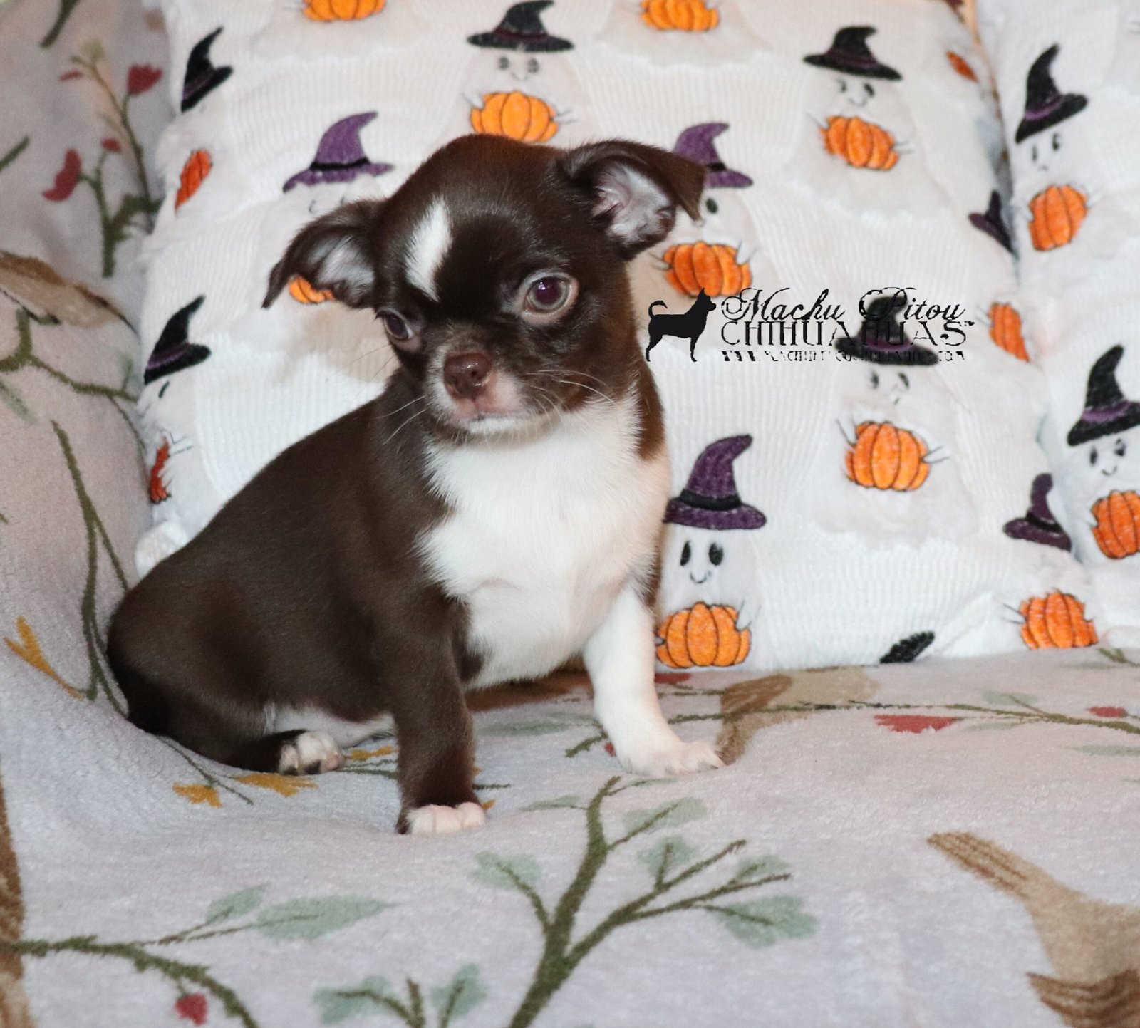 Chihuahua
