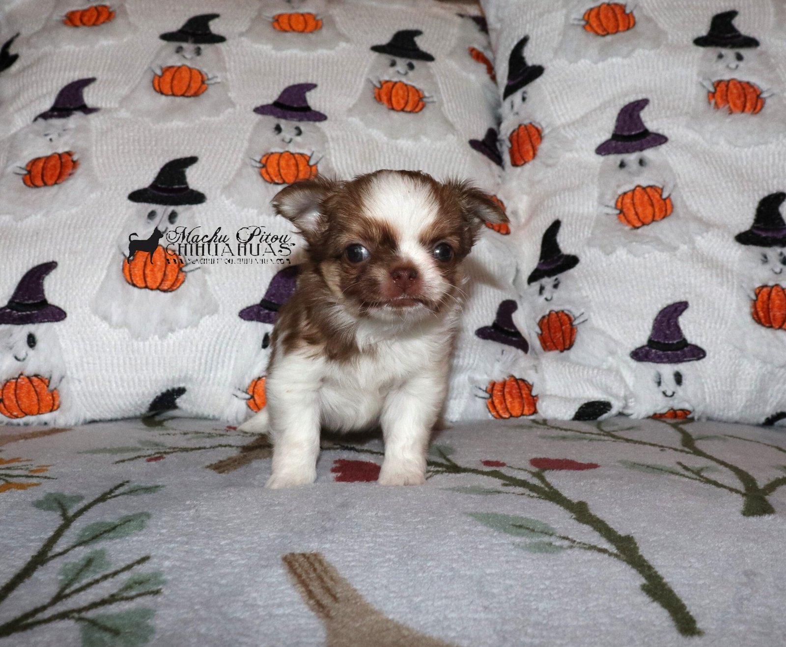 Chihuahua