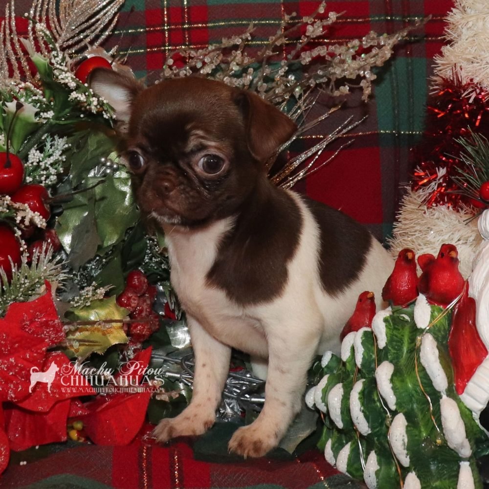 ② Chocola chihuahua pupjes bij particulier — Chiens