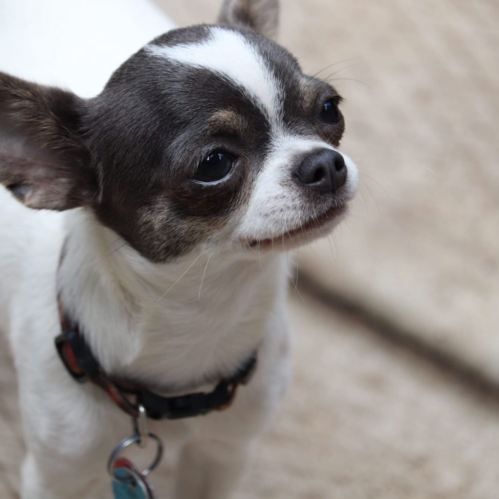 chihuahua